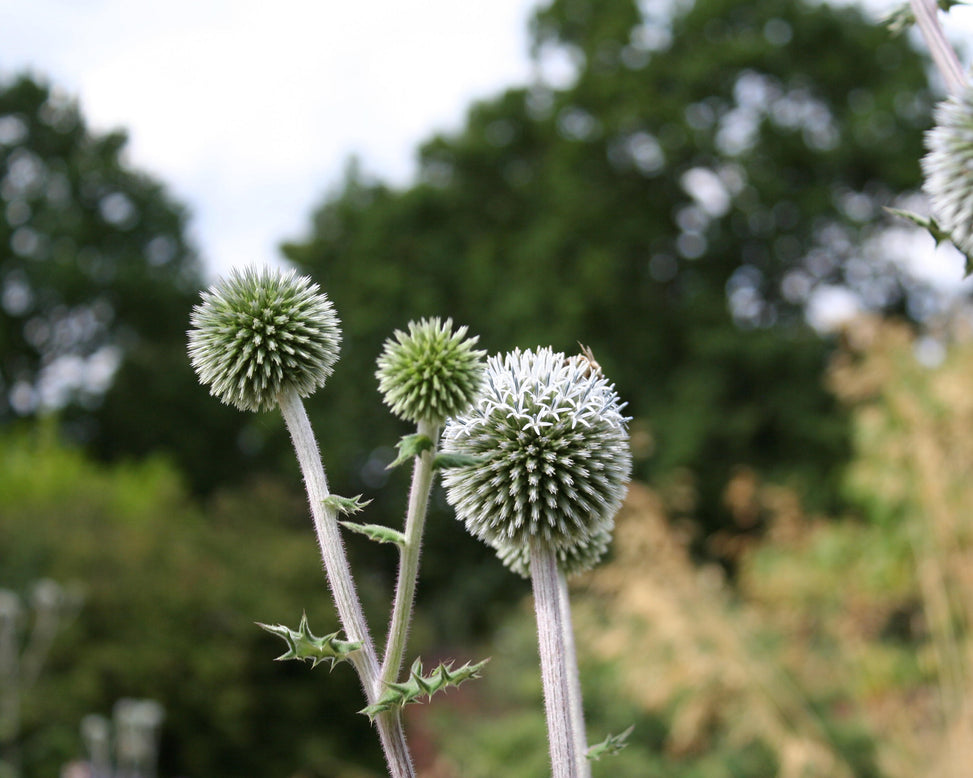 Echinops 'Arctic Glow'