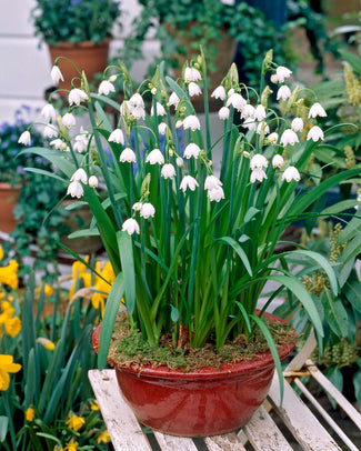 Leucojum forcing bulbs