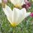 Fosteriana tulips