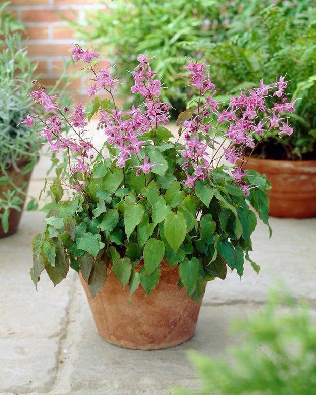 Epimedium 'Lilafee'