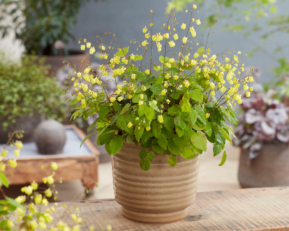 Epimedium 'Sunny and Share'