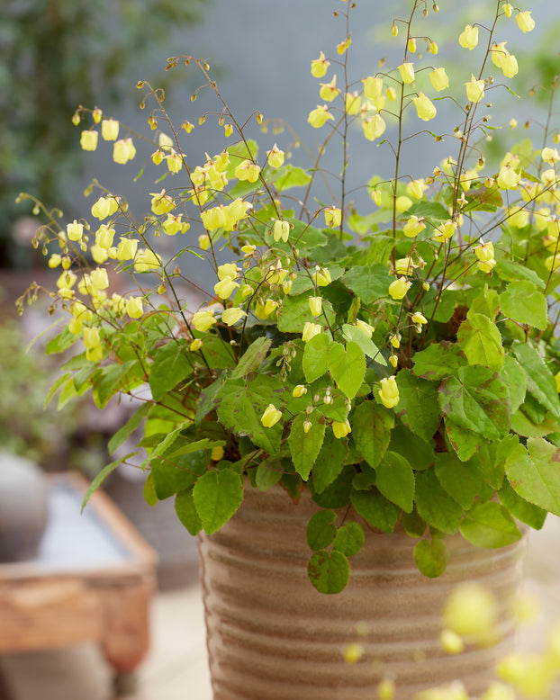 Epimedium 'Sunny and Share'