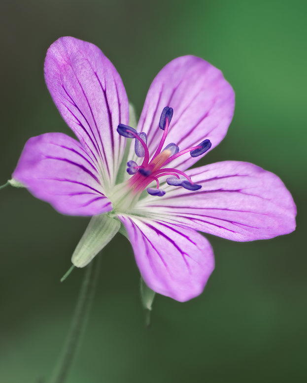 Geranium 'Fay Anna'