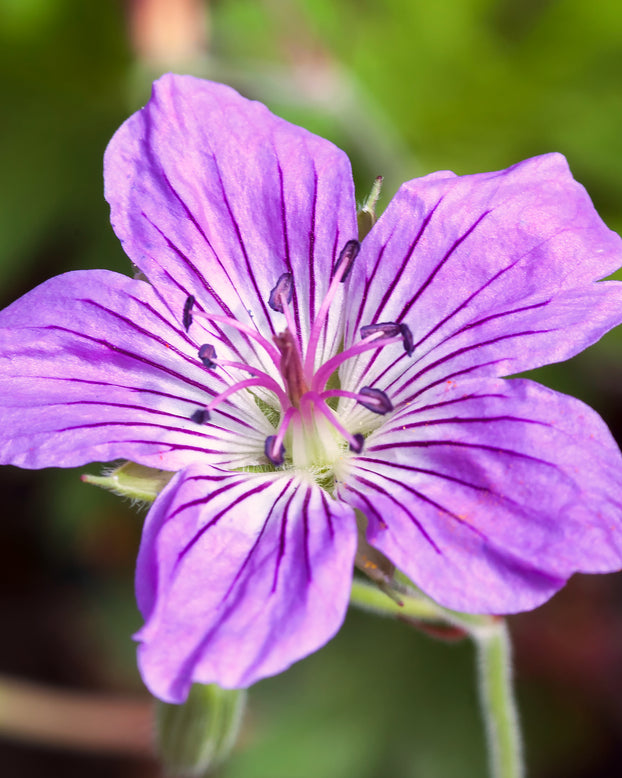 Geranium 'Fay Anna'