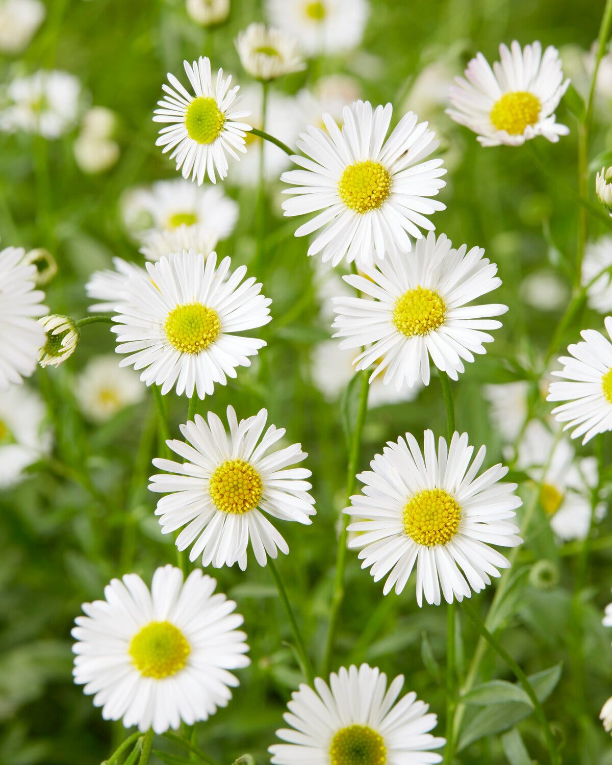 Erigeron Karvinskianus Mexican Fleabane Buy Online At Farmer Gracy UK erigeron-karvinskianus-mexican-fleabane-buy-online-at-farmer-gracy-uk