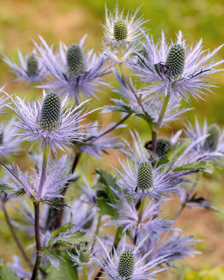 Eryngium 'Blue Star'