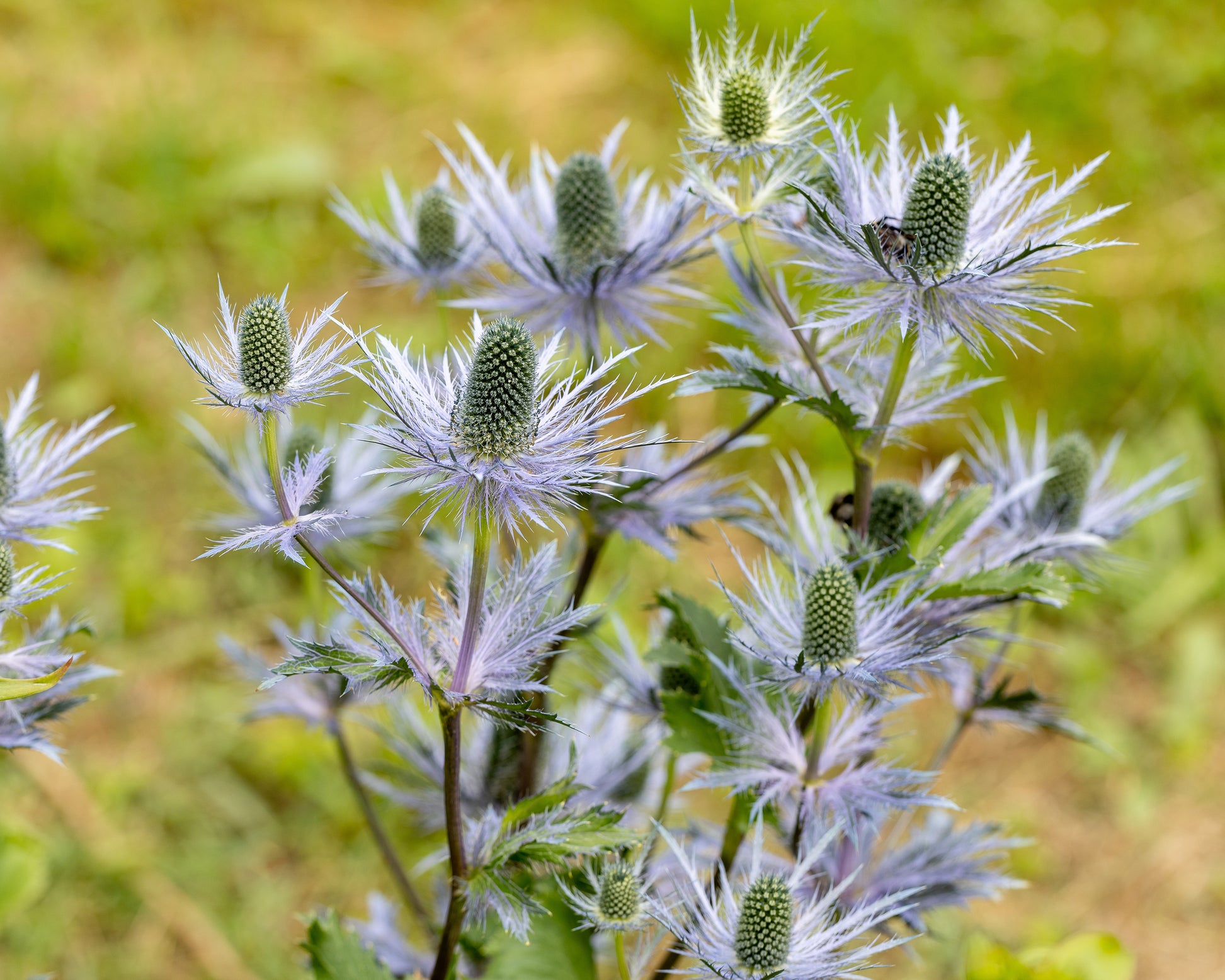 Eryngium alpinum 'Blue Star' bare roots — Buy sea holly plants online