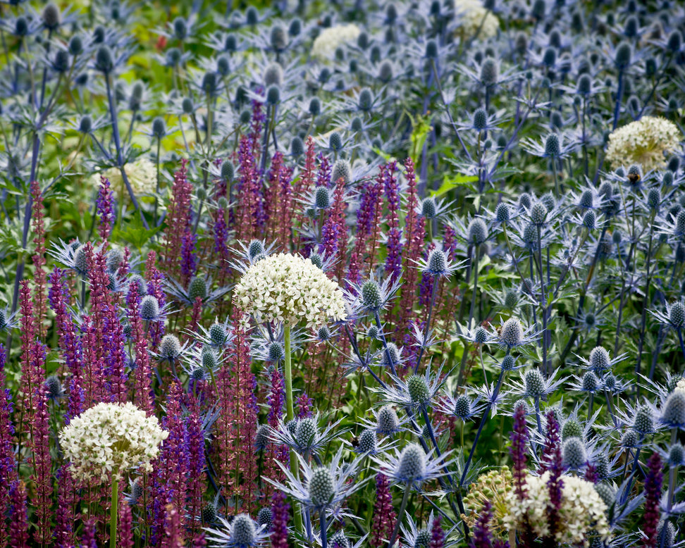 Eryngium 'Jos Eijking'