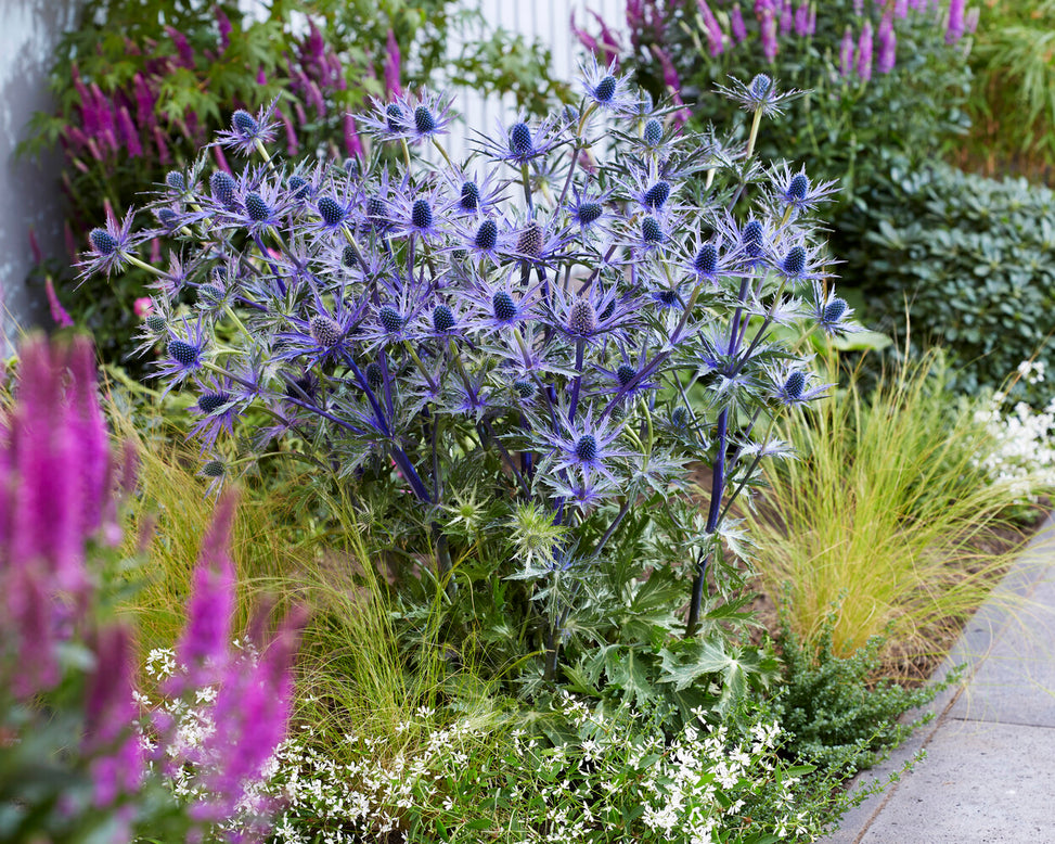 Eryngium 'Jos Eijking'