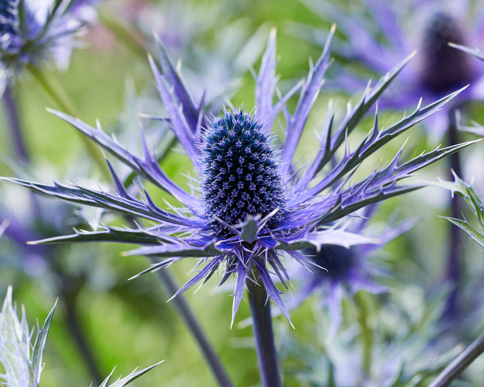Eryngium 'Jos Eijking'