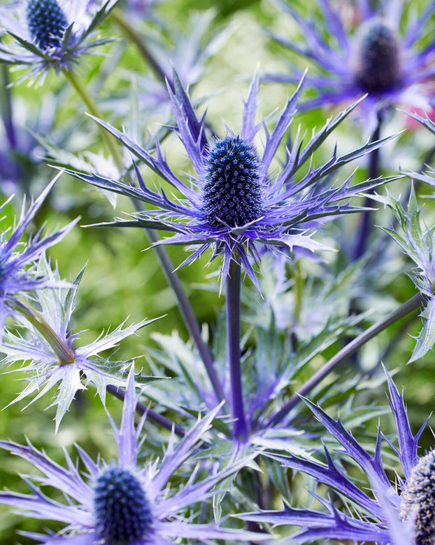 Eryngium 'Jos Eijking'