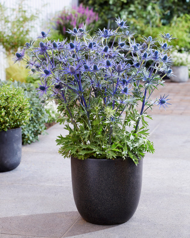 Eryngium 'Jos Eijking'