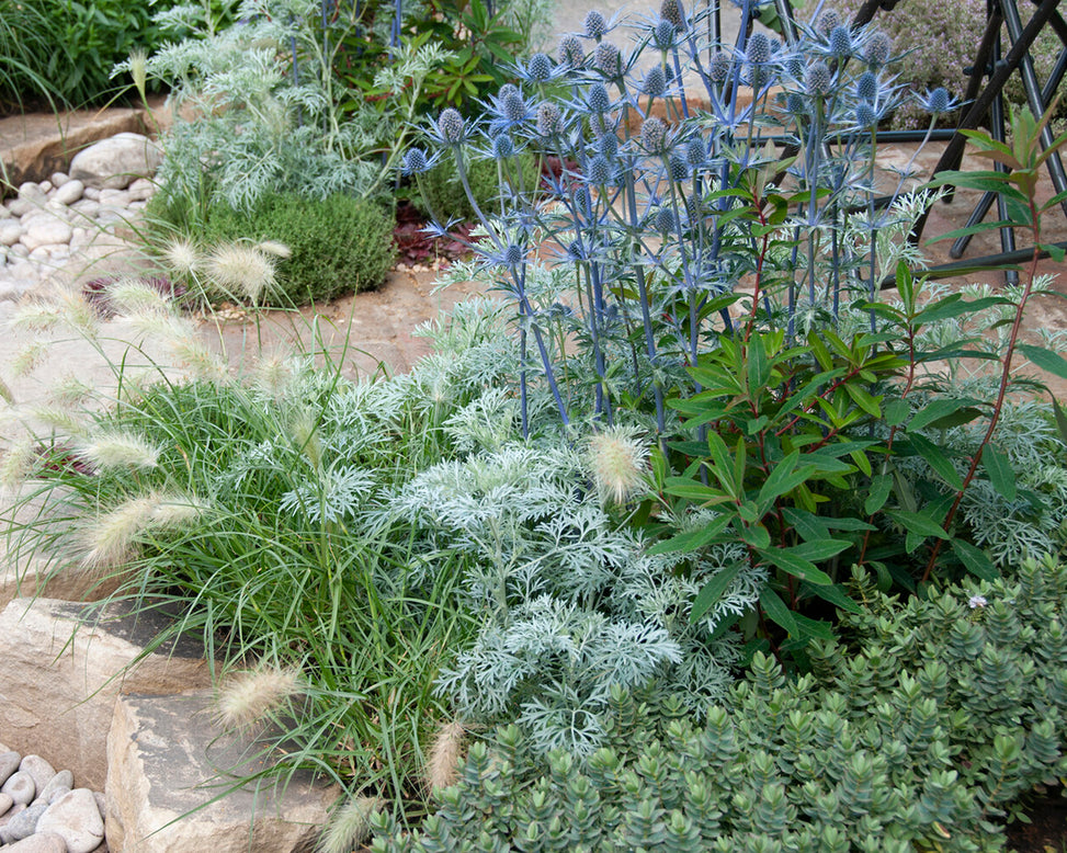 Eryngium 'Jos Eijking'