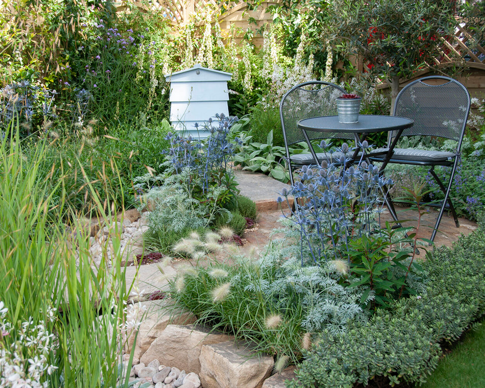 Eryngium 'Jos Eijking'