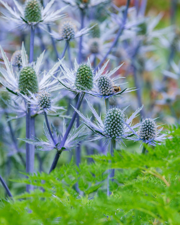 Eryngium 'Jos Eijking'