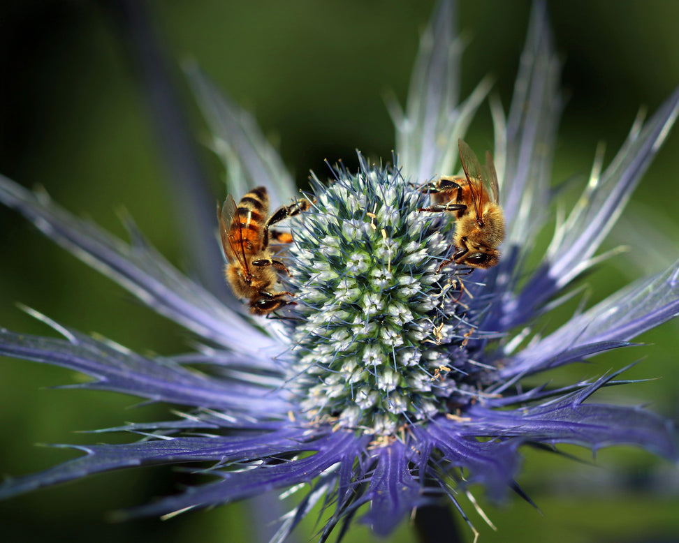 Eryngium 'Jos Eijking'