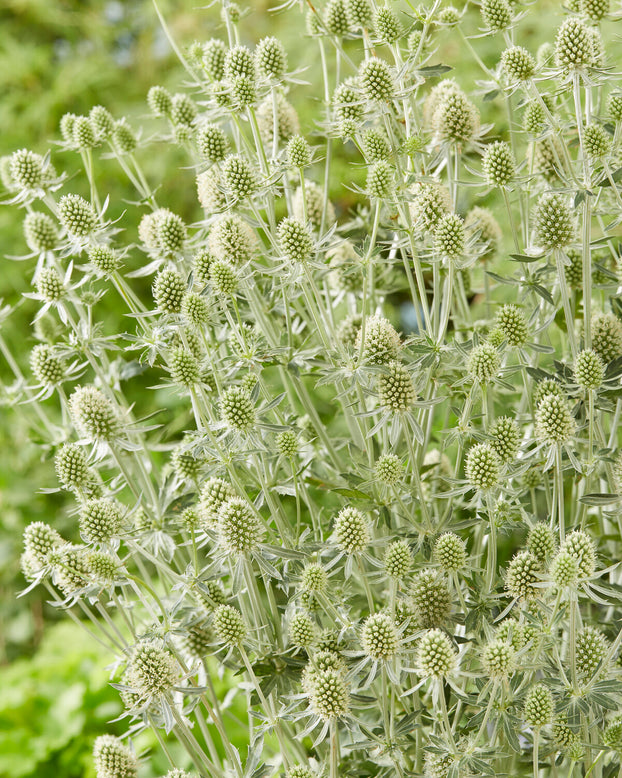 Eryngium 'Magical Silver'