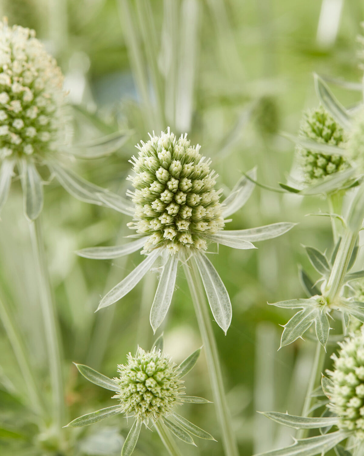 Eryngium planum 'Magical Silver' bare roots — Buy sea holly plants online at Farmer Gracy UK