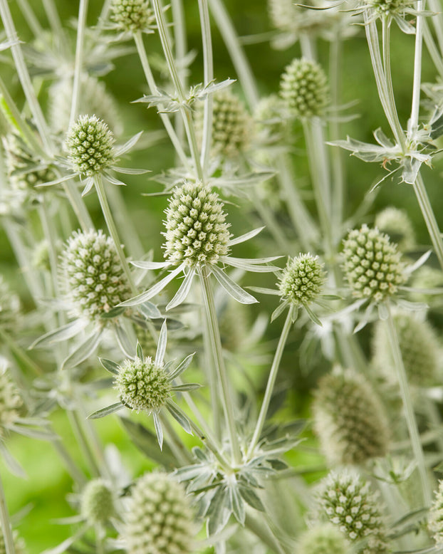 Eryngium 'Magical Silver'