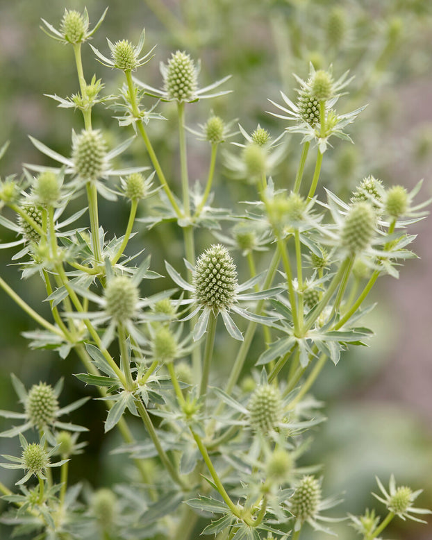 Eryngium 'Magical Silver'