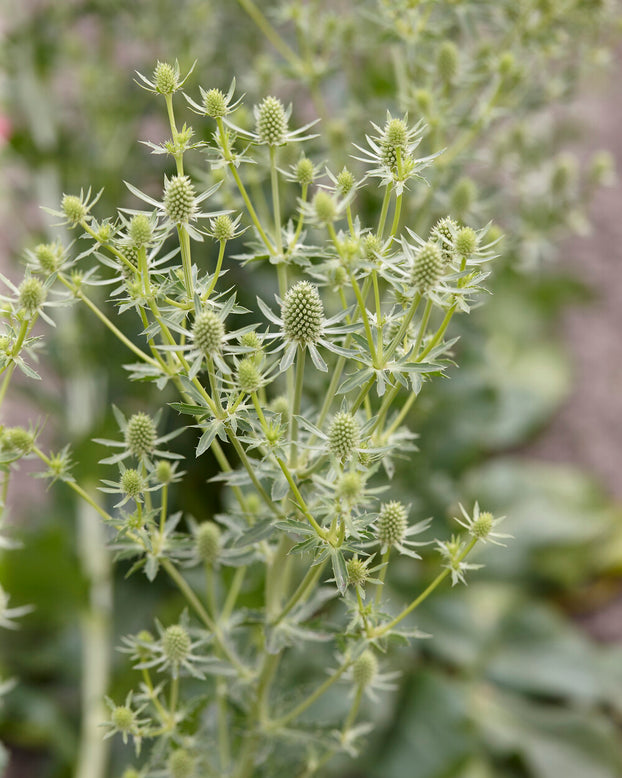 Eryngium 'Magical Silver'