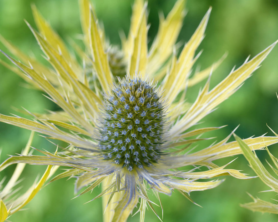 Eryngium 'Neptune's Gold'