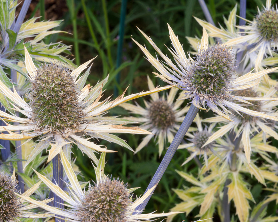 Eryngium 'Neptune's Gold'