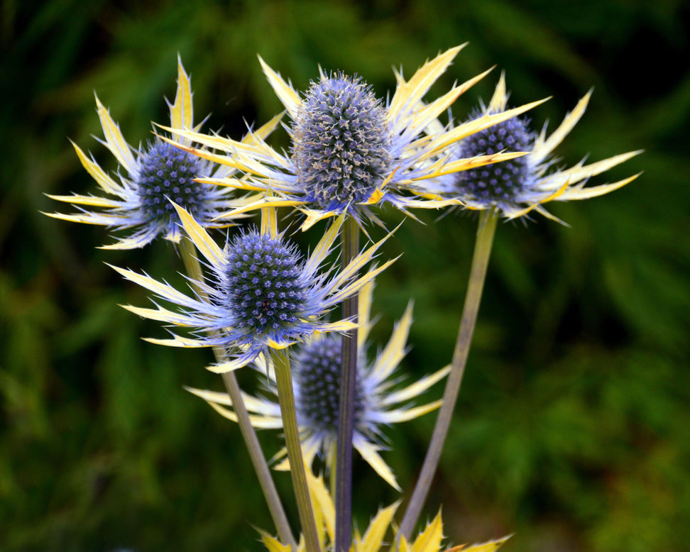 Golden-leaved sea holly