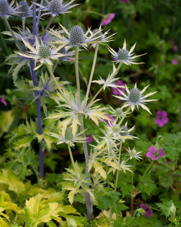 Eryngium 'Neptune's Gold'