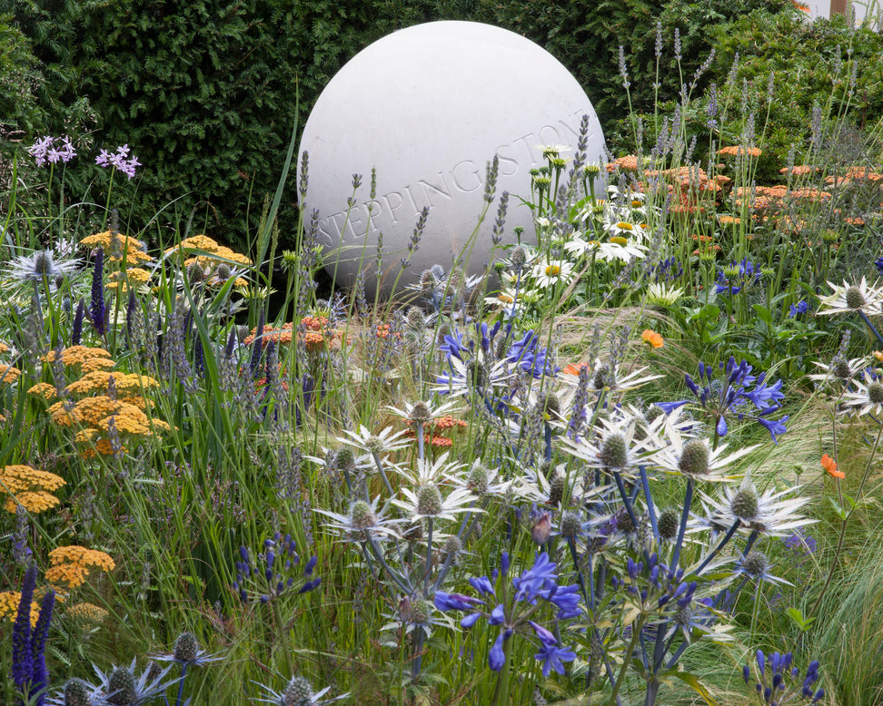 Eryngium 'Neptune's Gold'