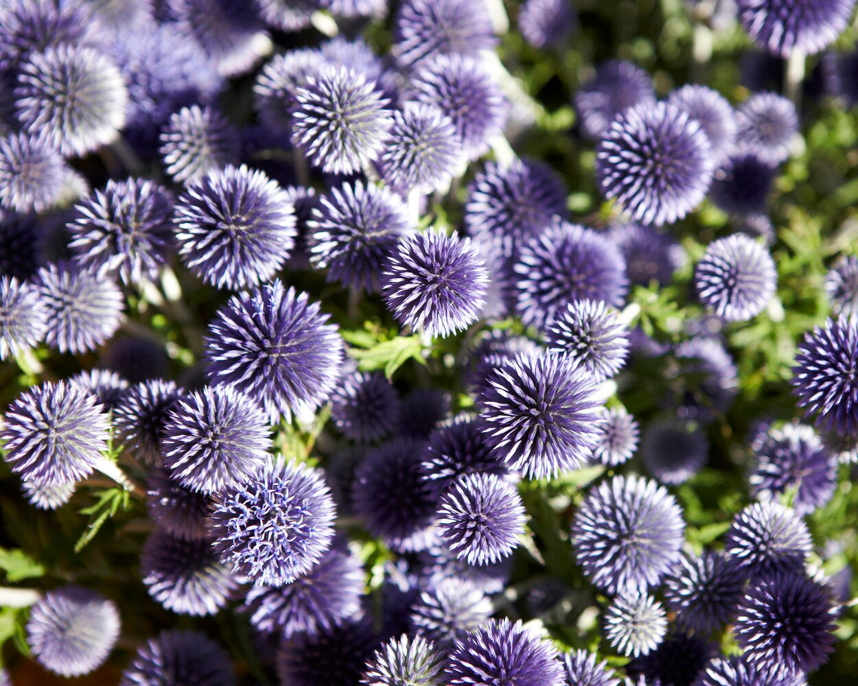 Echinops ritro (small globe thistle) bare roots | Buy online at Farmer ...