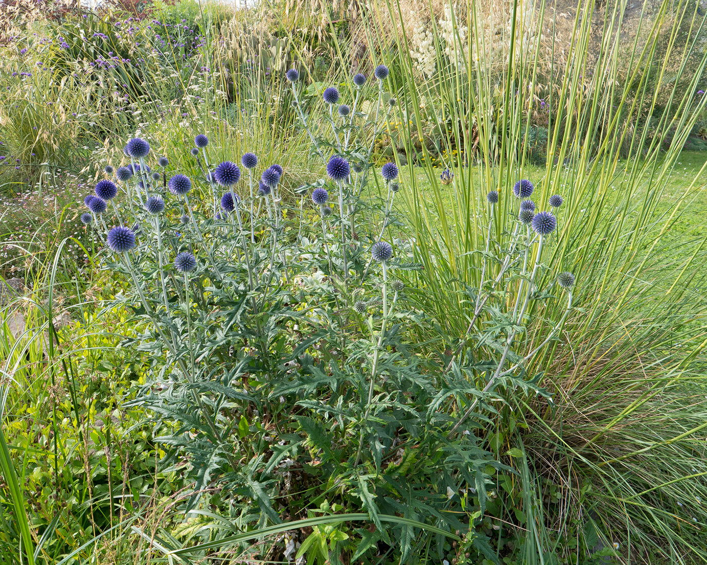 Echinops Ritro small Globe Thistle Bare Roots Buy Online At Farmer Echinops Ritro small Globe Thistle Bare Roots Buy Online At Farmer