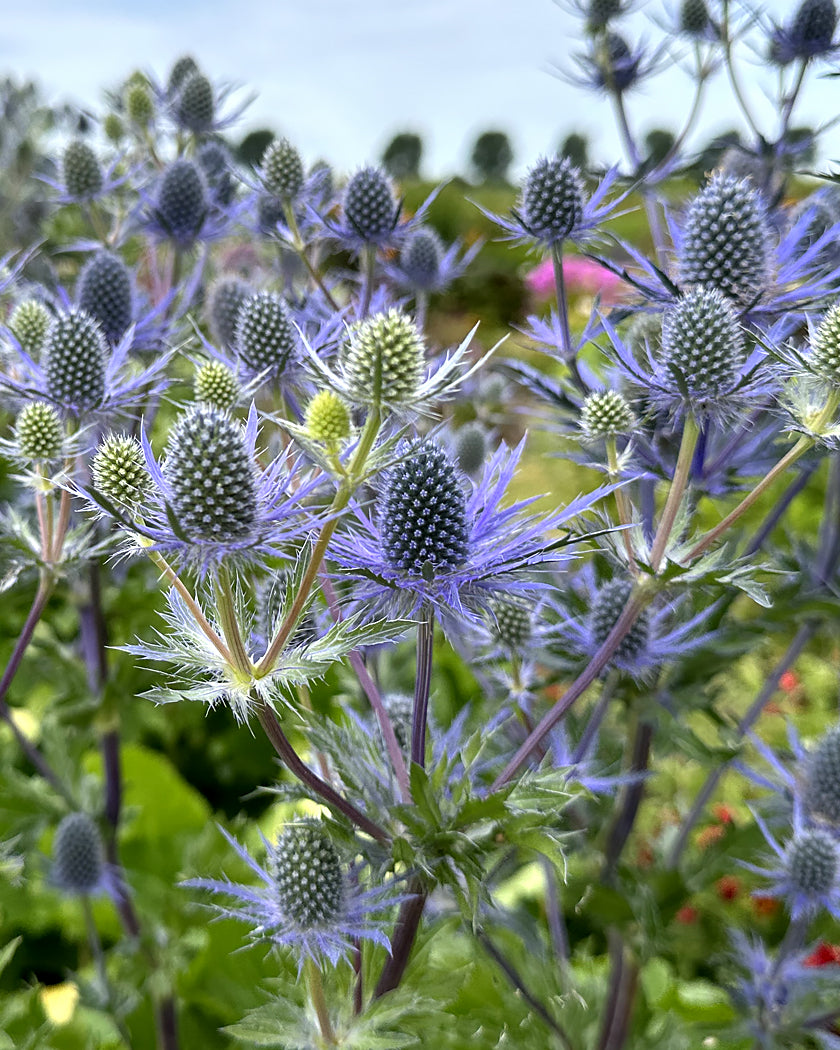 Eryngium planum 'Victory Blue' bare roots — Buy sea holly plants online