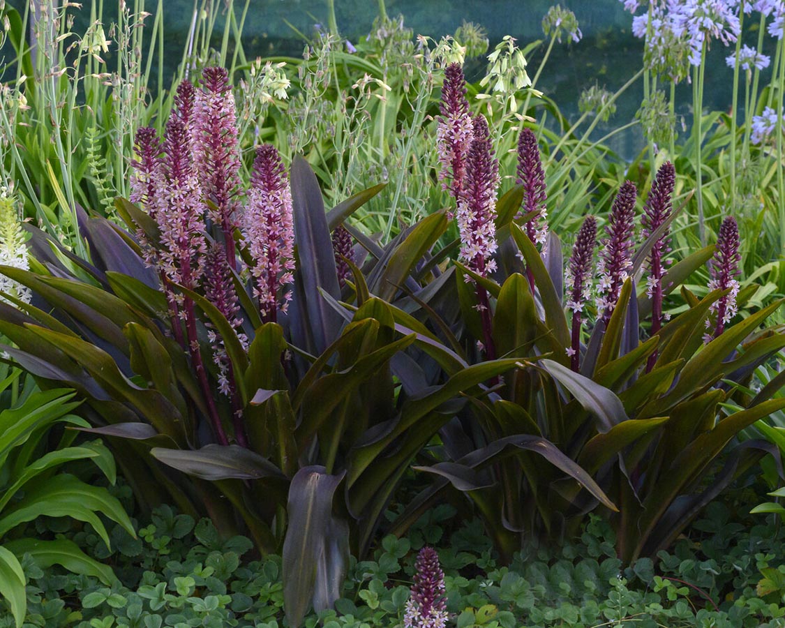 comosa 'Sparkling Burgundy' bulbs — Buy pink pineapple lilies