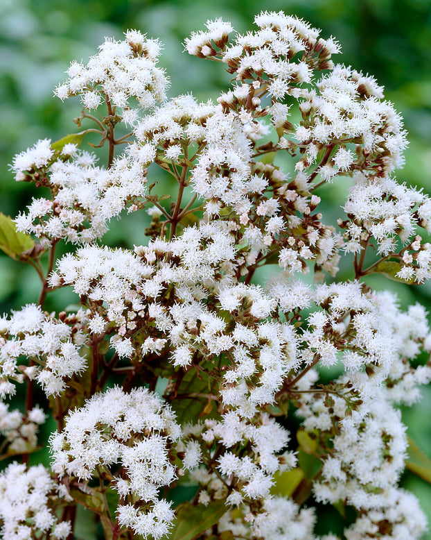 Eupatorium 'Chocolate'