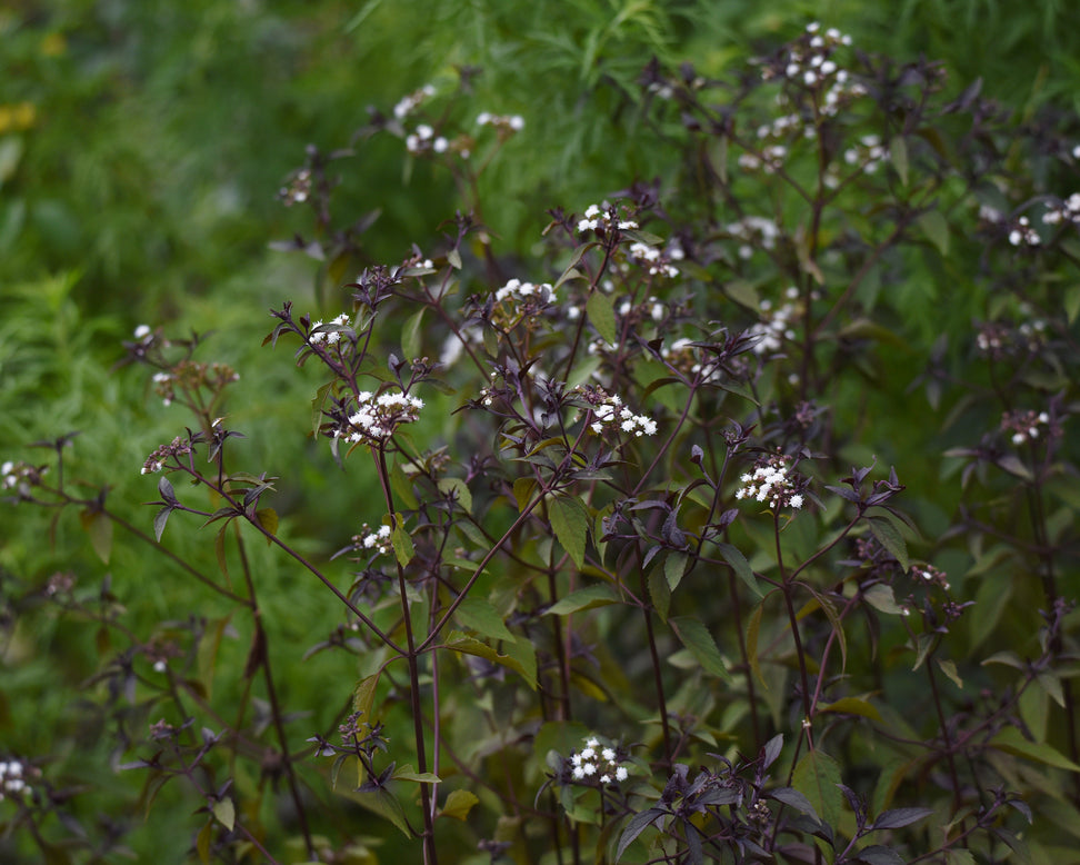 Eupatorium 'Chocolate'