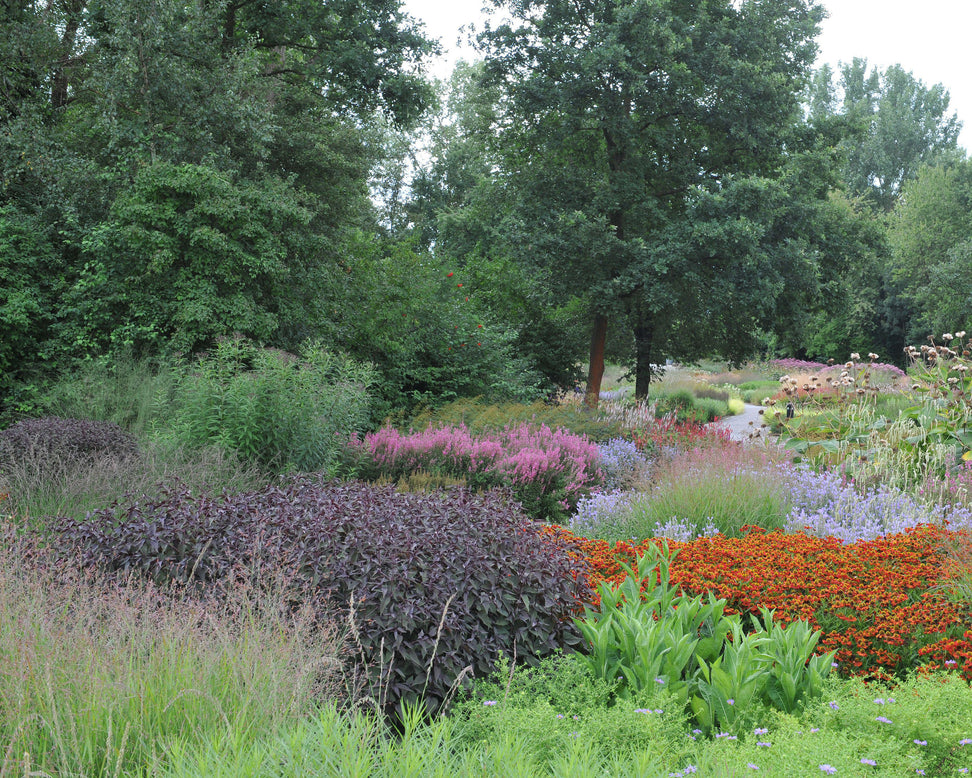 Eupatorium 'Chocolate'