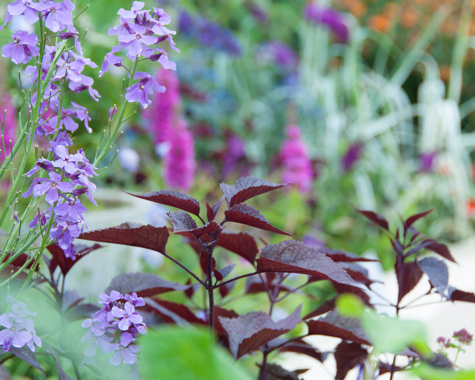 Eupatorium 'Chocolate'