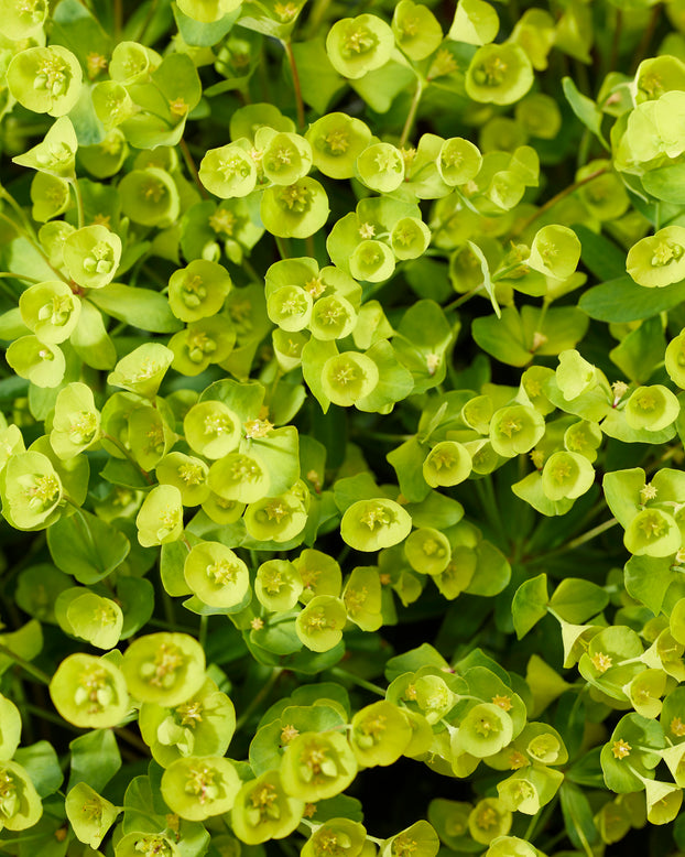 Euphorbia 'Ascot Petite'