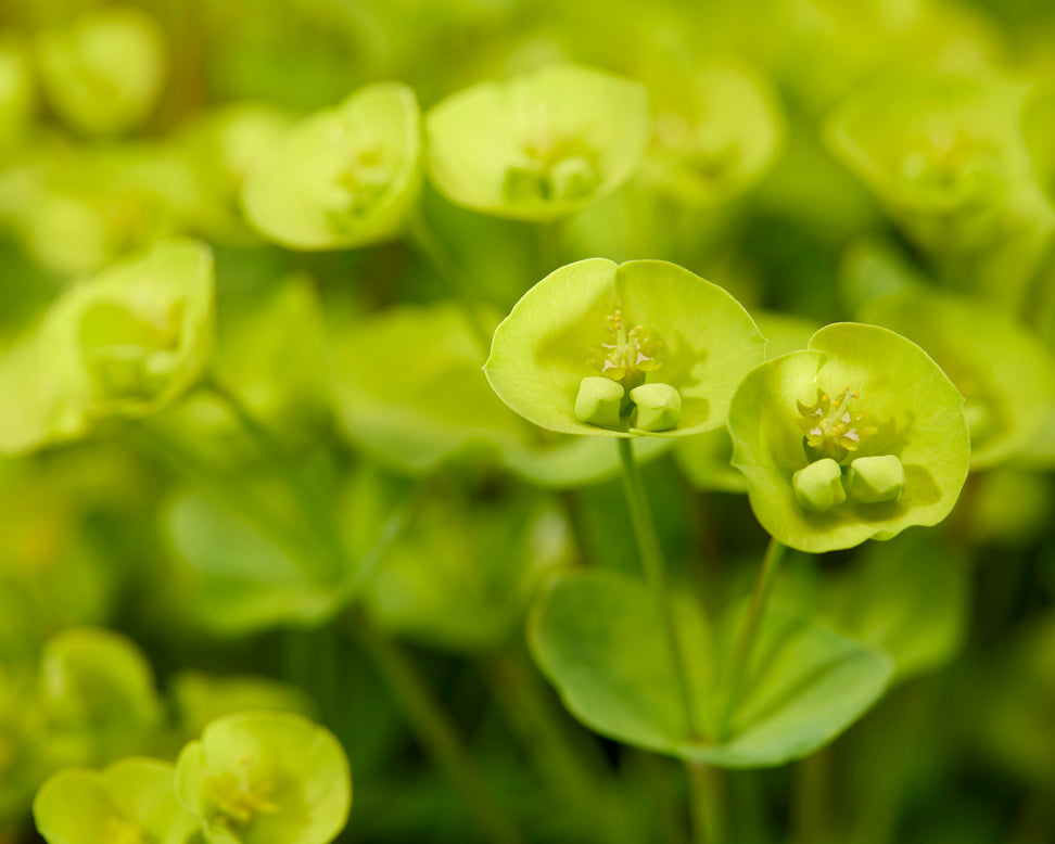 Euphorbia 'Ascot Petite'