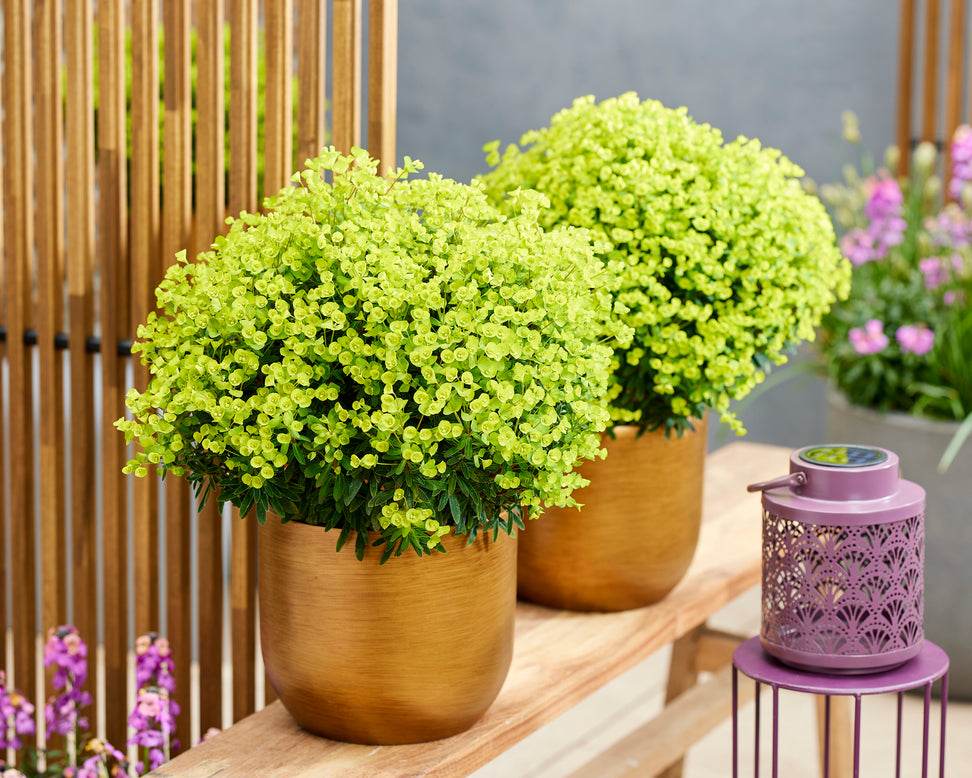 Euphorbia 'Ascot Petite'