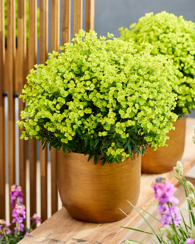 Euphorbia 'Ascot Petite'