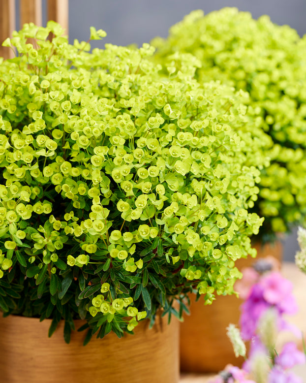 Euphorbia 'Ascot Petite'