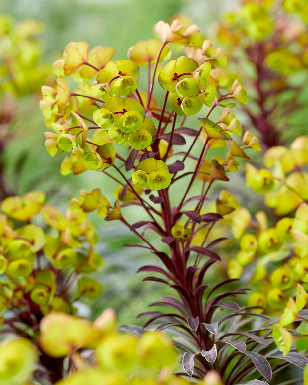 Euphorbia 'Miners Merlot'