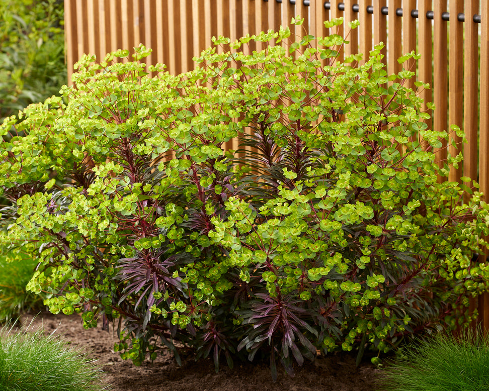 Euphorbia 'Miners Merlot'