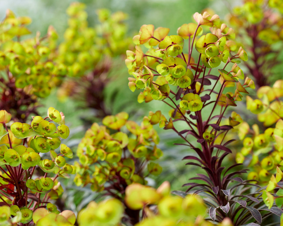 Euphorbia 'Miners Merlot'