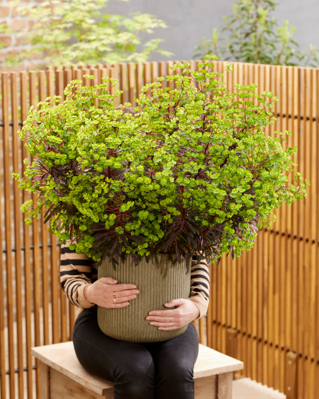 Euphorbia 'Miners Merlot'