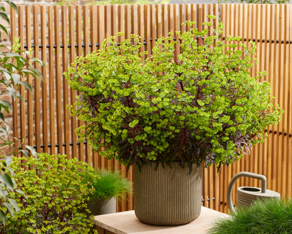 Euphorbia 'Miners Merlot'