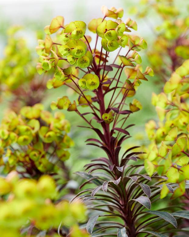 Euphorbia 'Miners Merlot'