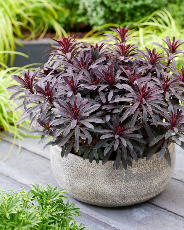 Euphorbia 'Miners Merlot'